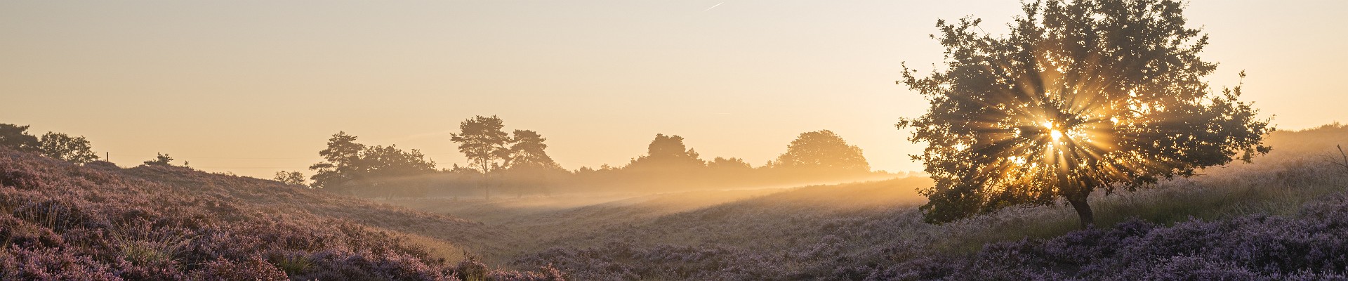 20190822 - Tenhaagdoornheide