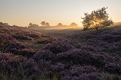 20190822 - Tenhaagdoornheide