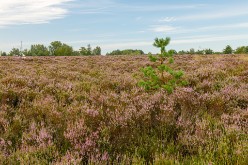 20200817 - Mechelse Heide