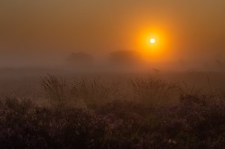 20210903 - Strabrechtse Heide