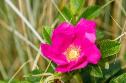 20220701 - Zomer 2022 Blankenberge