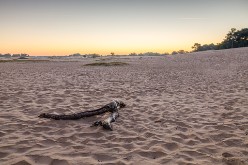 20220809 - Loonse en Drunense Duinen