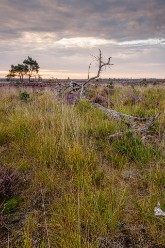 20220822 - Kalmthoutse Heide