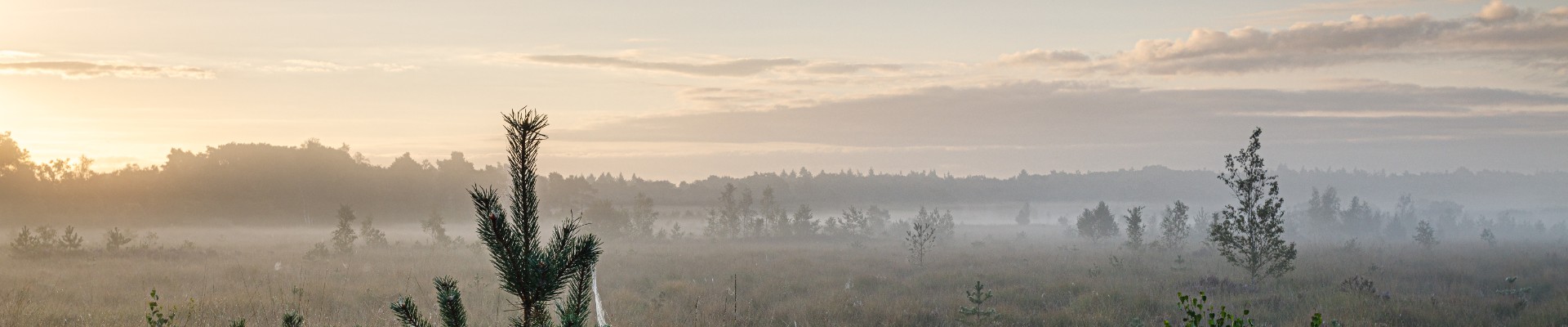 20220827 - Kalmthoutse Heide