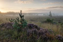 20220827 - Kalmthoutse Heide